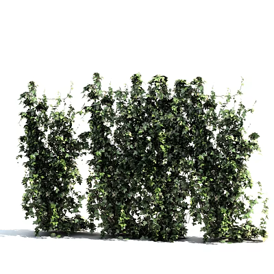 Lush Green Vines With Leafy Foliage As Natural Outdoor Wall Decor 3d model