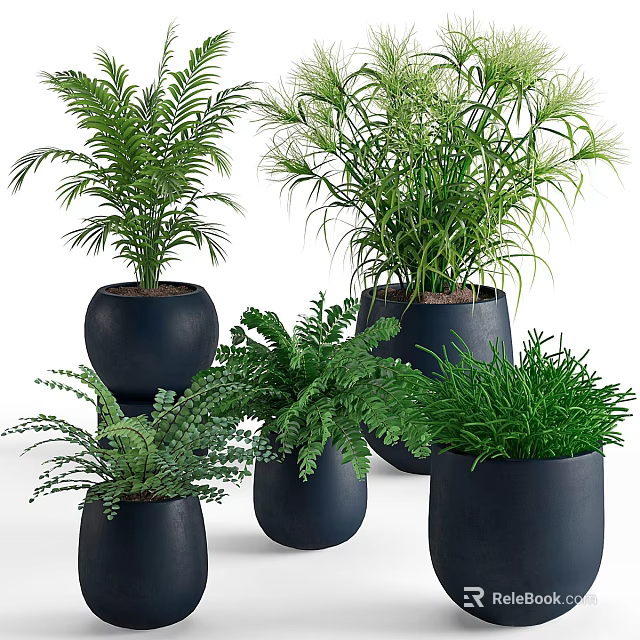 Potted Bonsai Plants With Green Foliage In Black Ceramic Pots For Indoor Decor 3d model 