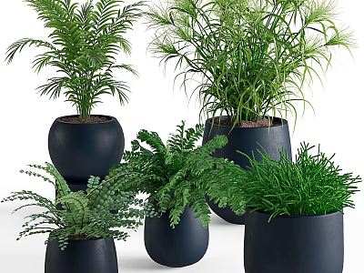 Potted Bonsai Plants With Green Foliage In Black Ceramic Pots For Indoor Decor 3d model