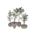 Modern Potted Olive Trees With Textured Ceramic Pots And Green Foliage