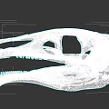 Detailed Reptile Skull Anatomical Structure With Sharp Teeth And Fossil Features
