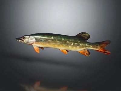 Colorful Aquatic Pike Fish With Green Brown Stripes Orange Fins And Spots 3d model
