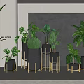 Lush Hanging Basket Plants with Green Leaves and Black Pots on Golden Stands