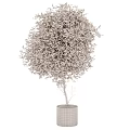 Lush Green Bonsai Plant with Dense Foliage in Modern Concrete Planter