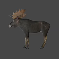 A Majestic Moose With Large Antlers Standing On White Background