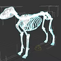 Detailed Dog Skeleton Anatomical Structure 3D Rendered Model On Dark Background 3d model
