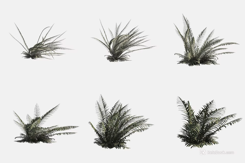 Various Types of Hanging Basket Ferns for Indoor and Outdoor Decoration 3d model 