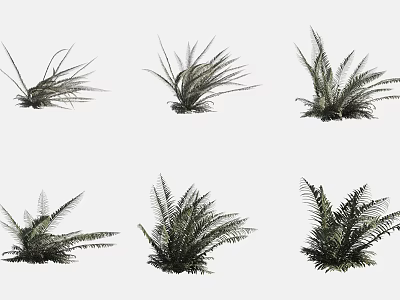 Various Types of Hanging Basket Ferns for Indoor and Outdoor Decoration 3d model