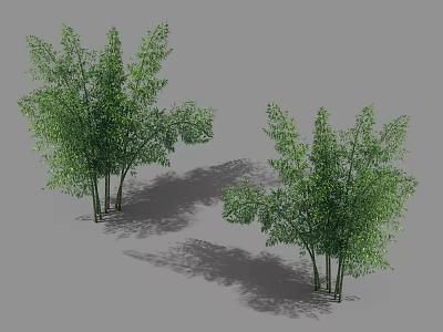 Green Bamboo Trees With Lush Green Leaves And Natural Shadows In Gray Background 3d model