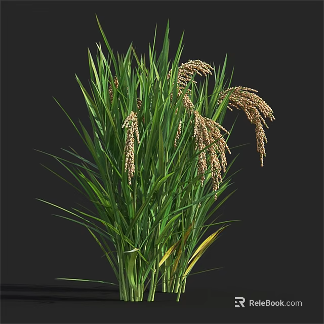Green Grass Plant With Brown Spikes Isolated On Black Background 3d model 
