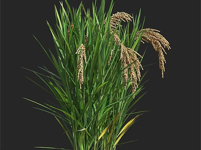 Green Grass Plant With Brown Spikes Isolated On Black Background 3d model