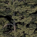 Diverse Arbor Trees With Different Heights And Lush Green Foliage In Natural Scene