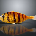 Colorful Fish with Yellow Black Stripes White Belly and Tail on Dark Background with Reflection