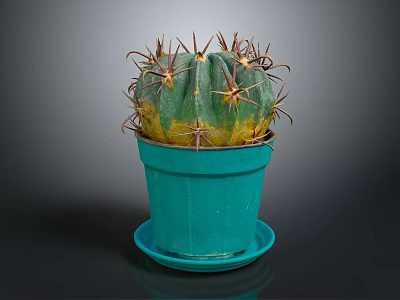 Healthy Thorny Cactus With Green And Yellow Body In Teal Pot With Saucer 3d model