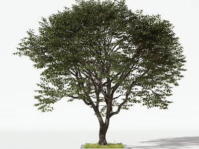 Lush Green Arbor With Thick Trunk And Grass At The Base In Simple Background 3d model