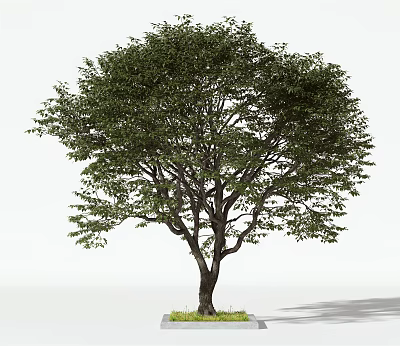 Lush Green Arbor With Thick Trunk And Grass At The Base In Simple Background 3d model
