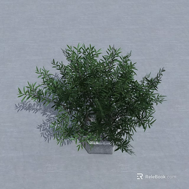 Green Leafy Shrub in Square Container on Gray Background with Lush Foliage 3d model 