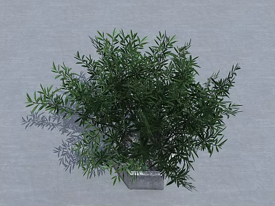 Green Leafy Shrub in Square Container on Gray Background with Lush Foliage 3d model