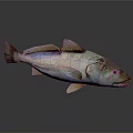 Fresh Whole Fish With Shiny Skin For Daily Kitchen Meal Preparation