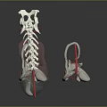 3D Rendered Medical Device Displaying Heart Skeletal Structure With Red Blood Vessels