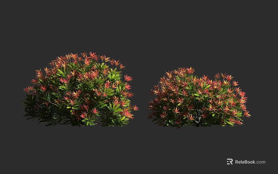 Two Vibrant Bushes with Red and Green Leaves and Lush Rounded Foliage 3d model 