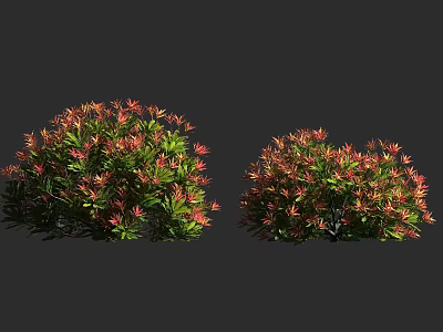 Two Vibrant Bushes with Red and Green Leaves and Lush Rounded Foliage 3d model