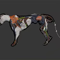 Detailed 3D Anatomical Panther Model Showing Muscles Bones And Vibrant Internal Structure Rendering