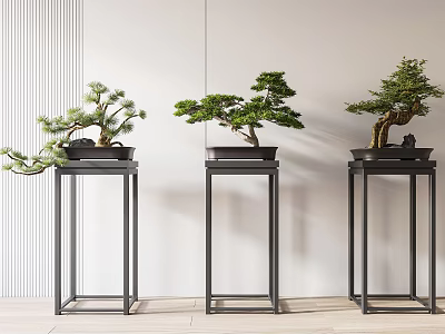 Three Elegant Bonsai Trees on Black Stands in Modern Home Interior 3d model