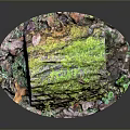 Lush Moss And Small Plants Growing On Tree Stump With Colorful Leaves