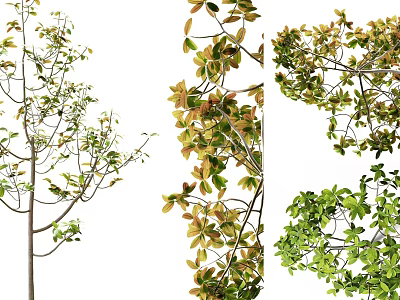 Lush Arbor With Green And Yellow Foliage And Spreading Branches In Landscape 3d model