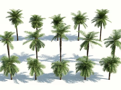 Group of Vibrant Palm Trees With Tall Trunks Lush Green Fronds and Casting Shadows 3d model