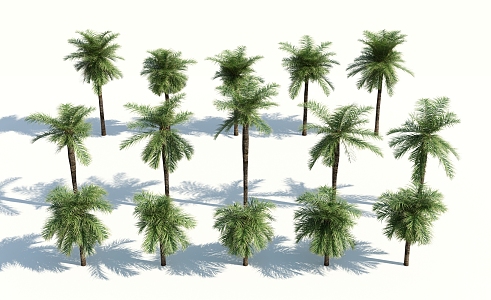 Modern Palm Tree 3d model