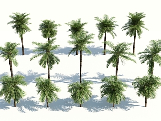 Modern Palm Tree 3d model