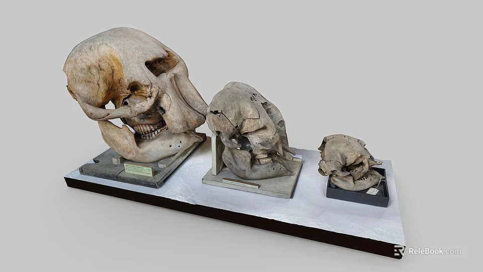 Three Ancient Skull Specimens of Various Sizes Displayed on Exhibition Platform 3d model 
