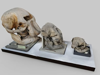 Three Ancient Skull Specimens of Various Sizes Displayed on Exhibition Platform 3d model