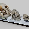 Three Ancient Skull Specimens of Various Sizes Displayed on Exhibition Platform