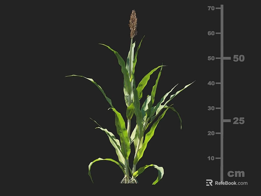 Healthy Corn Plant With Green Leaves And Measured Growth Height In Cm 3d model 