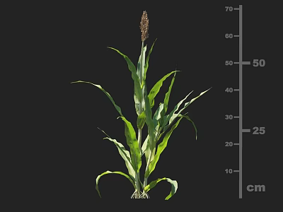 Healthy Corn Plant With Green Leaves And Measured Growth Height In Cm 3d model