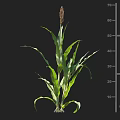 Healthy Corn Plant With Green Leaves And Measured Growth Height In Cm