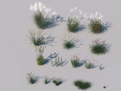 Various Naturally Growing Herbaceous Plants with Feathery White Plumes and Slender Leaves in Different Forms 3d model