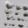 Various Naturally Growing Herbaceous Plants with Feathery White Plumes and Slender Leaves in Different Forms