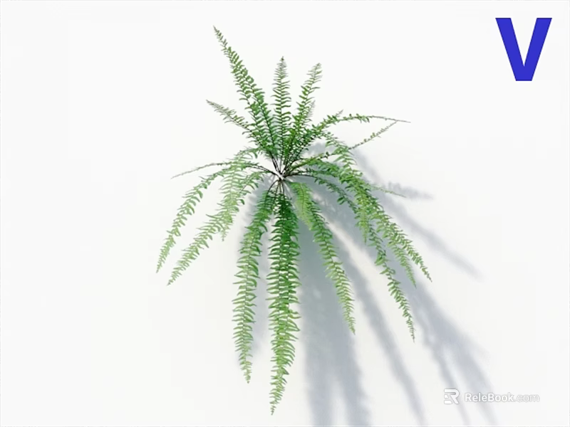 Lush Green Fern Plant With Elegant Long Fronds For Indoor Decor 3d model 