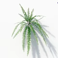 Lush Green Fern Plant With Elegant Long Fronds For Indoor Decor