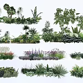 Various Shrubs Types for Garden Landscaping with Lush Green Foliage