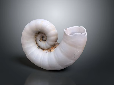 Nautilus Spiral Shell With White Color And Detailed Texture On Gray Background 3d model