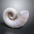 Nautilus Spiral Shell With White Color And Detailed Texture On Gray Background