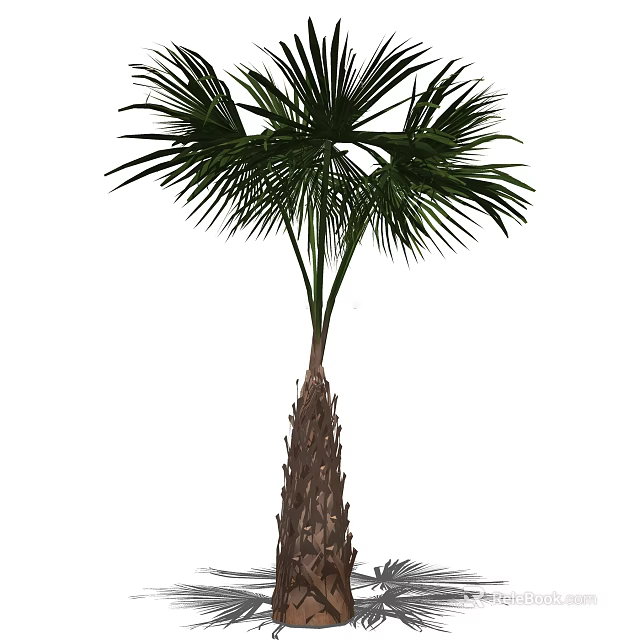 Tall Palm Tree With Green Feather like Leaves And Rough Trunk In Outdoor Landscape 3d model 
