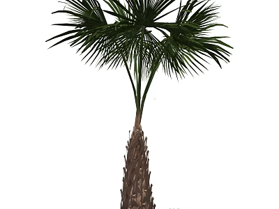 Tall Palm Tree With Green Feather like Leaves And Rough Trunk In Outdoor Landscape 3d model