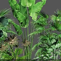 Tropical Plant Combination With Large Leaves Palm Fern And Green Foliage In Wooden Planter