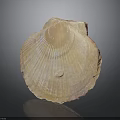 Natural Shell Organism Organ with Hair like Texture and Iridescent Surface Patterns 3d model